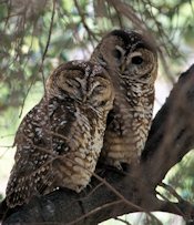 Spotted Owl